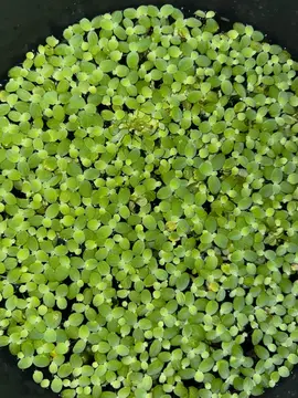 plantes flottantes pour aquarium