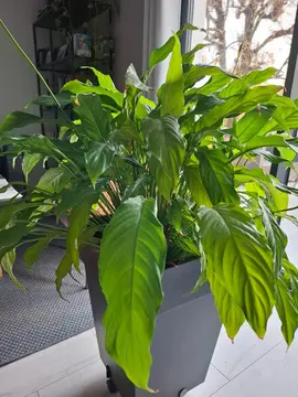 Plante verte d'intérieur (sans le pot)