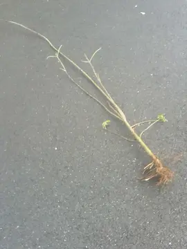 frêne - racines nues - hauteur 1,5 mètre