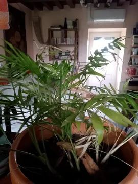 mini palmier (sans le pot)