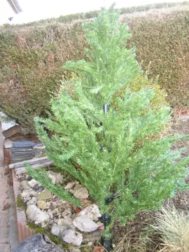 sapin de Noël artificiel