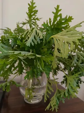 Tiges de géranium rosa à bouturer