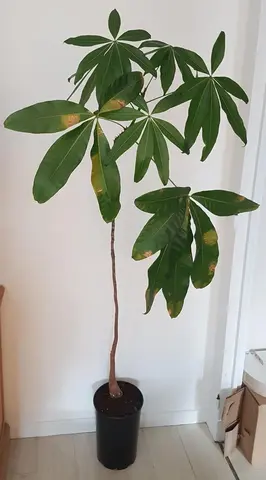 plante Pachira Aquatica