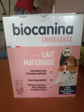 lait chaton de croissance