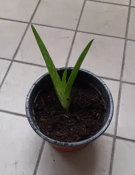 Petite plante Aloe Vera