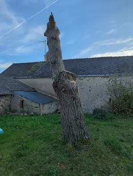 tronc d'arbre