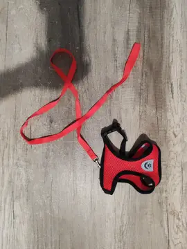 Laisse pour chat T.M