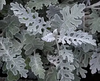 plante cinéraire maritime 2