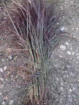 plante pennisetum