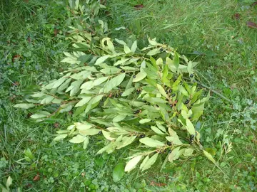 quelques branches de Laurier