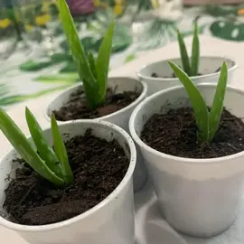 Aloe Vera