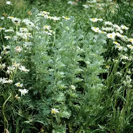 absinthe, mélisse, menthe