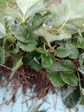 plants de fraisiers gento et ciflorette