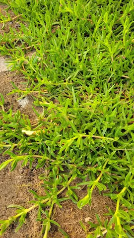 plante grasse extérieur griffe de sorcière