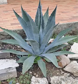 3 AGAVES