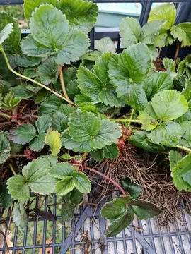 plants de fraisiers variété Gento et Ciflorette
