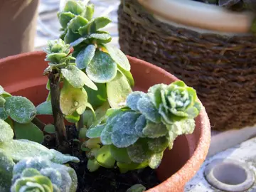 Plantes grasses en pot