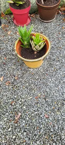 aloe vera