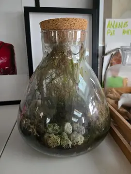 terrarium a sauver