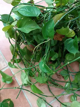 boutures de pothos