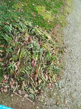 donne betteraves Fourragère