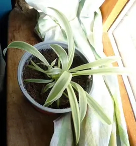 bouture chlorophytum