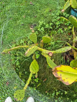 à donner 4 pieds de cactus