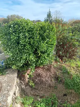 buisson à déterrer