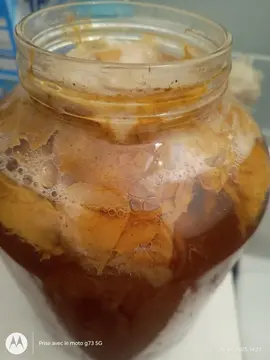 donne mère de kombucha