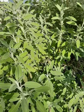 Sauge officinale en branches