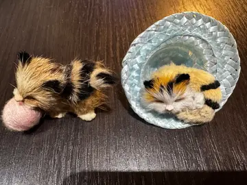 Petits chats à poser