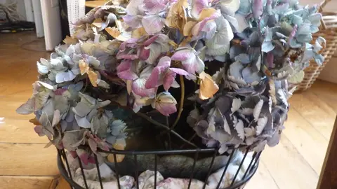 Don hortensias séchés