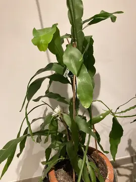 boutures plante d'intérieur