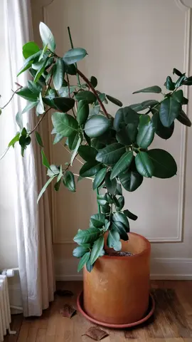 Ficus - plante d'intérieur