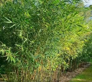 Cannes pour canisses ou autre