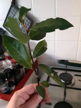 Beaucoup de feuilles de lauriers!