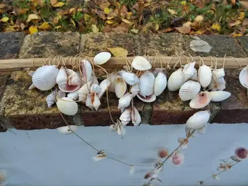 rideaux de coquillages