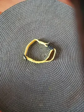 collier pour petit animal