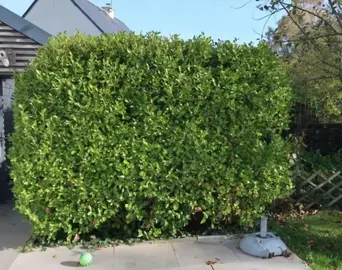 GRISELINE A DEPLANTER