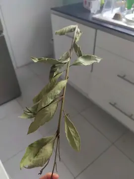 Branches de laurier sauce