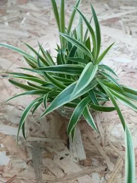 Bouture de chlorophytum