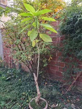 arbuste Brugmansia odorant couleur champagne