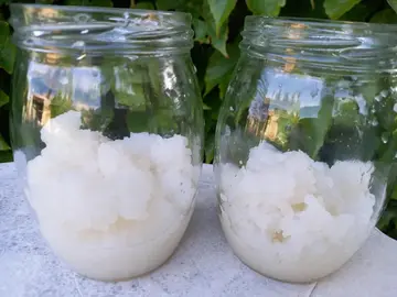 Graines de Kéfir de fruits