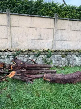 🌳 Donne troncs et branches d’arbres coupés – à venir chercher sur place 🌿