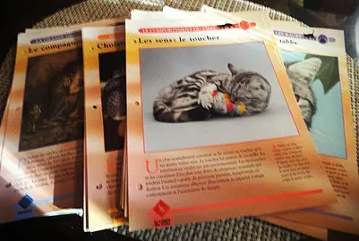 Lot de fiches perforées sur les chats.