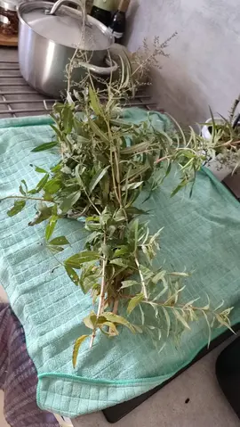 bouquets verveine