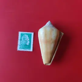 Aimant coquillage pas tout récent bon état