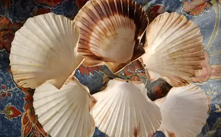 6 coquilles St Jacques vides