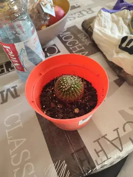 cactus pousser par mes soins