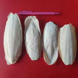 Lot de 4 os de seiche pour vos oiseaux